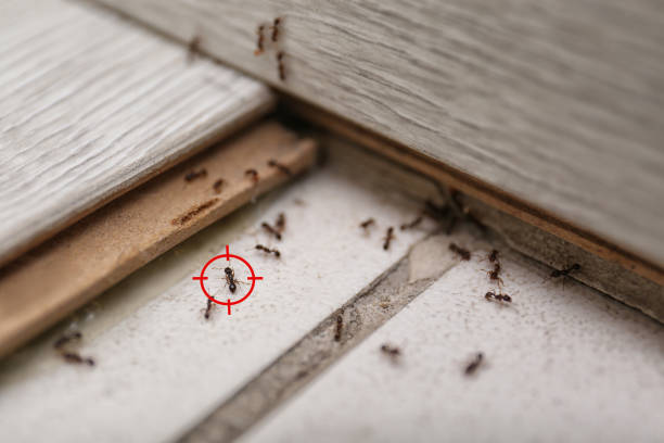 Pest Prevention Services in Thomasboro, IL